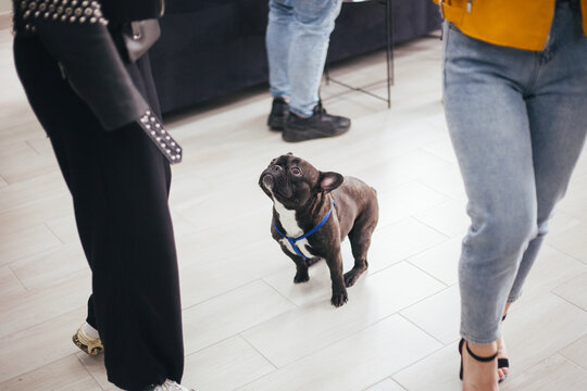 French bulldog. Free access with animals. The cafe is friendly for animals. Free with dogs. The French bulldog smiles.
