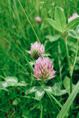 Rosa Klee der auf der Wiese blüht