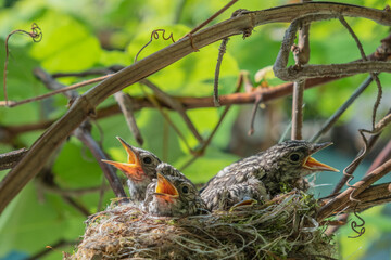 red winged blackbird in nest
