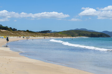 Panoramic View of Tawharanui Beach and Regional Park, Auckland New Zealand; White Sandy Beach during Low Tide