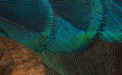 Closeup peacock feathers ,Beautiful background, wallpaper, texture