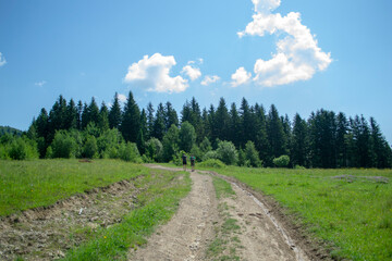 country road in the forest