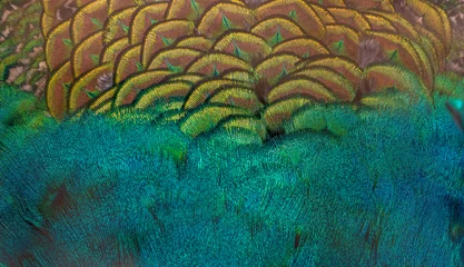 Wandaufkleber Closeup peacock feathers ,Beautiful background, wallpaper, texture © chamnan phanthong