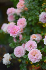 Fototapeta na wymiar mini-rose flowers in the pot / ミニバラの花（ローズガーデン）