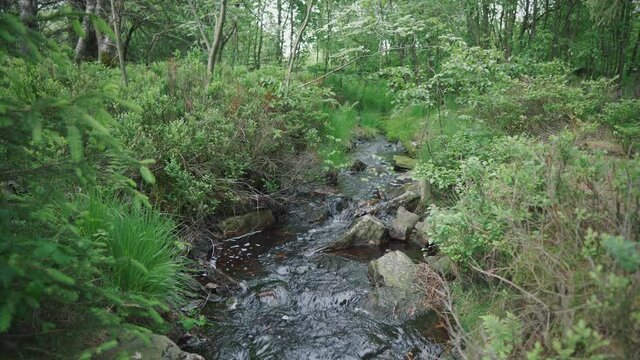 Little river in the forest