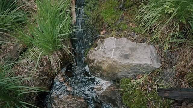 Little river in the forest