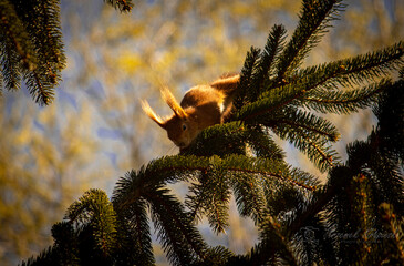 Squirrel