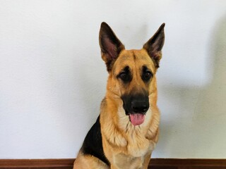 german shepherd dog