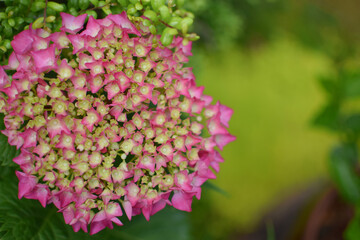 pink hydrangea flowers in the garden / ピンクのアジサイの花（咲き始め）
