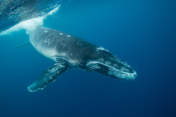 Humpback whale calf playing at the surface, Pacific Ocean, Tonga.
