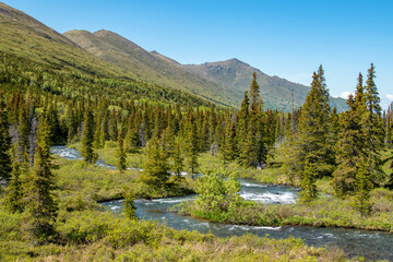 Fototapeta na wymiar Forest at the upper limits of the tree line in the South Fork Eagle River glacial valley