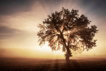 Fototapeta na wymiar Single tree in the fog