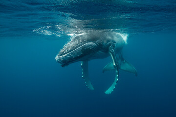 Humpback whale calf playing at the surface, Pacific Ocean, Tonga.