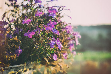 цветы фиолетовые