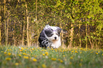 Bearded collie is running in dandelions. He is so patient dog.