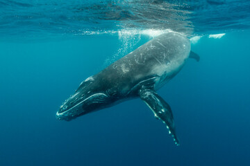 Humpback whale calf playing at the surface, Pacific Ocean, Tonga.
