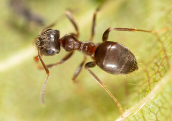 Portrait of an ant in nature.