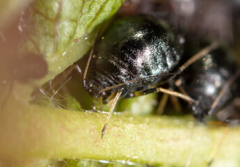 Aphids on a green leaf in nature.