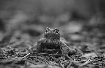frog in the forest