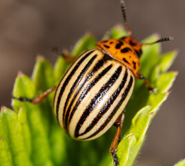 Colorado potato beetle on a green leaf in nature