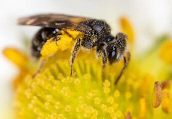 Closeup a bee on a yellow flower