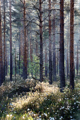 Midsummer morning in forest at the side of marsh area in Southern Finland. 