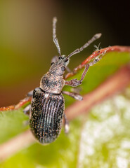 Close-up of a beetle on a plant