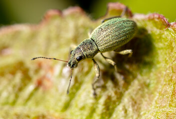 Close-up of a beetle on a plant