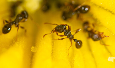 Closeup of an ant on a yellow flower on nature.