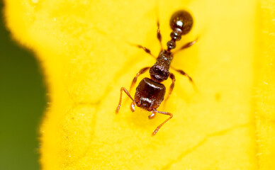 Closeup of an ant on a yellow flower on nature.