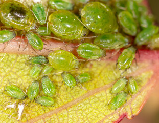 Close-up of aphids on a leaf of a tree.