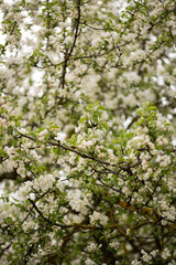 Spring Apple blossom