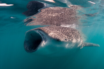 Whale shark feeding on copepods, Sea of Cortez, Baja California, Mexico.