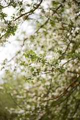 Spring Apple blossom