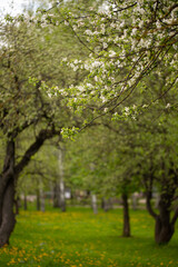 Spring Apple blossom