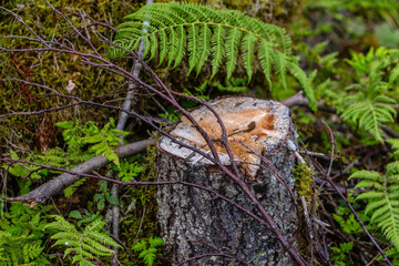 The branch on a stump in the forest.
