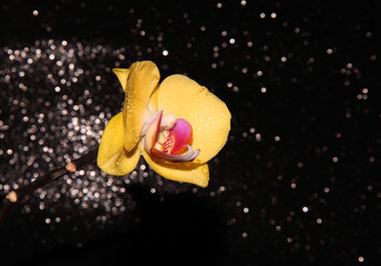 Obraz na płótnie Canvas Yellow Orchid on a shiny black background. Flower on a dark background.