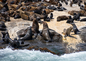 Cape Fur Seals