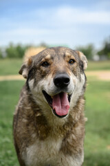 Portrait of a cheerful dog in the countryside. Mixed breed. Vertical orientation.