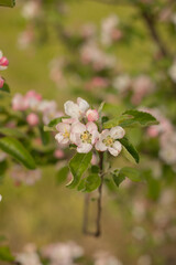 Spring Apple blossom