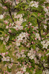 Spring Apple blossom