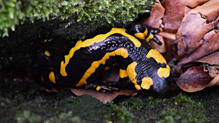 Fire salamander close-up photo