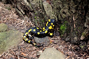 Fire salamander in nature