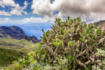 Coastal landsacape and prickly cactus, Canary islands, Spain - 358767064