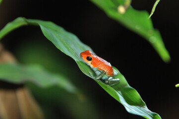 Frosch auf Blatt in Costa Rica