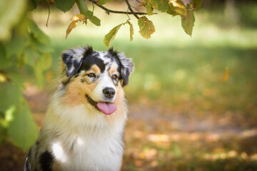 Portrait of Australian shepherd with amazing background. Amazing autumn atmosphere in Prague.
