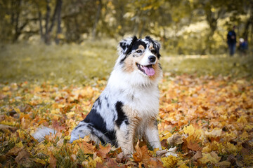 Obraz premium Crazy Australian shepherd is catching leaves in air. She is so crazy dog.