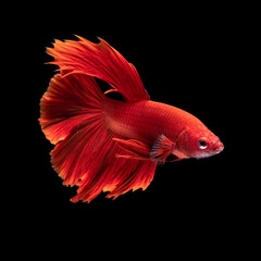 Beautiful Red Betta Fish in Aquarium