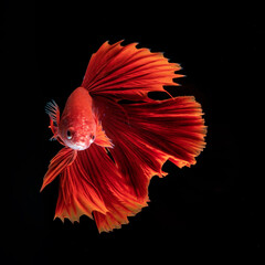 Beautiful Red Betta Fish in Aquarium