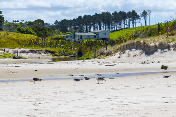 Panoramic View of Tawharanui Beach and Regional Park, Auckland New Zealand; White Sandy Beach during Low Tide
